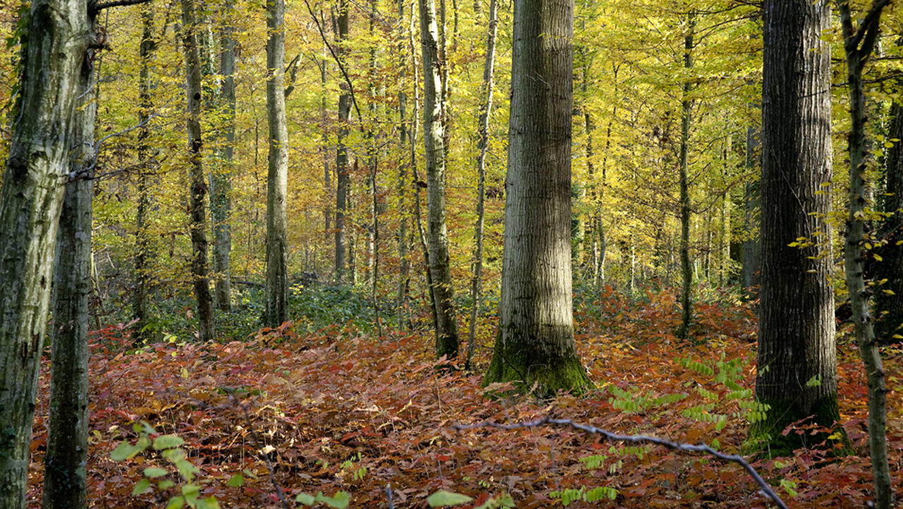 Herbstwald Herbstwald