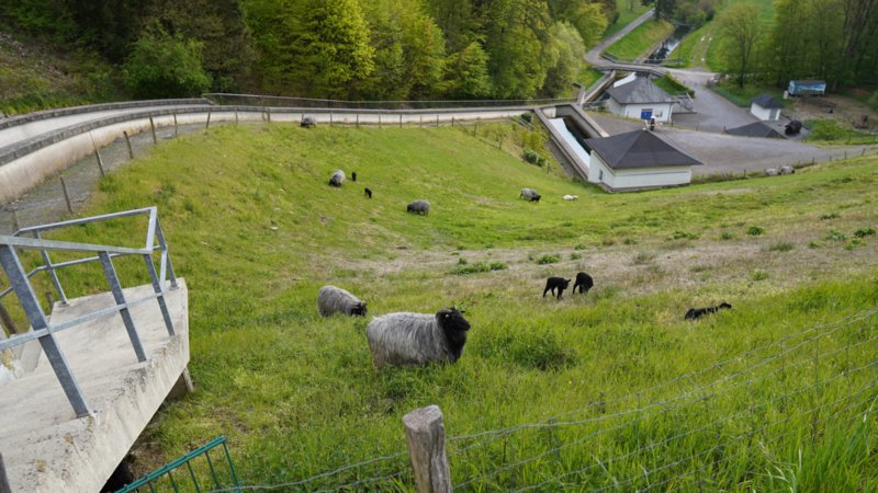Bever-Talsperre Schafe auf dem Damm