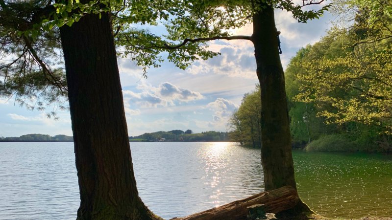 Bever-Talsperre Bäume am Ufer